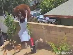 Viral Remaja Perempuan di California Dorong Beruang Demi Selamatkan Anjing
