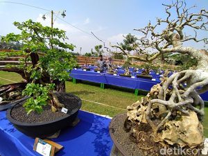 Ini Pameran Bonsai Pertama di Magelang, Dikemas Jadi Kegiatan Wisata