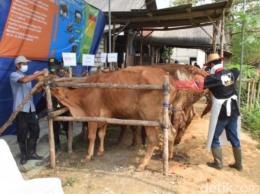 Belgian Blue, Sapi Jenis Baru yang Mulai Dikembangkan di Lamongan Belgian Blue, Sapi Jenis Baru yang Mulai Dikembangkan di Lamongan