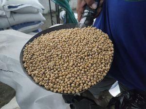 Perajin Tahu dan Tempe di Sidoarjo Keluhkan Naiknya Harga Kedelai Perajin Tahu dan Tempe di Sidoarjo Keluhkan Naiknya Harga Kedelai