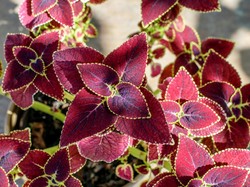 Cara Merawat Coleus Tanaman Hias yang Berdaun Cantik