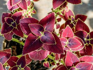 Cara Merawat Coleus Tanaman Hias yang Berdaun Cantik Cara Merawat Coleus Tanaman Hias yang Berdaun Cantik
