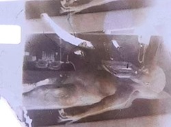 Video Otopsi Alien Dilelang Rp 14 Miliar