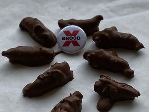 Yummy! Pastry Chef Ini Bikin Cokelat Isi Serangga Cicada Yummy! Pastry Chef Ini Bikin Cokelat Isi Serangga Cicada