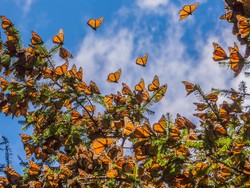 Perbedaan Metamorfosis Sempurna dan Tidak Sempurna serta Contohnya