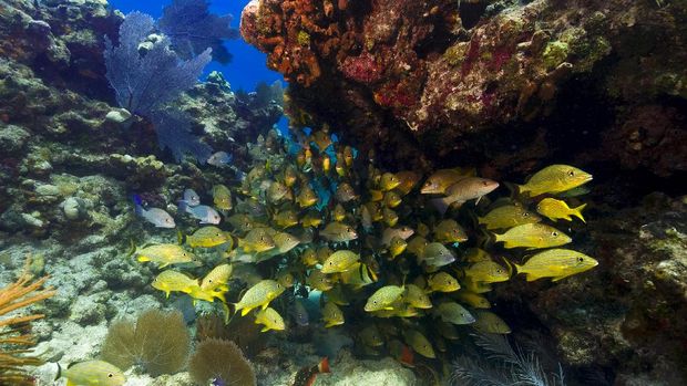 A school of snapper are sheltering under the underside of a shallow coral outcrop in the Florida keys.  Their brilliant shiny yellow make them stand out against the background.