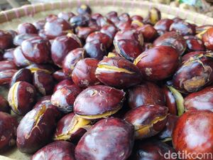 Doyan Makan Jengkol? Ini Saran Dokter Biar Nggak Kejengkolan dan Ginjal Rusak Doyan Makan Jengkol? Ini Saran Dokter Biar Nggak Kejengkolan dan Ginjal Rusak