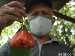 Keren! Omzet Penjualan Jambu Air Demak Diperkirakan Rp194 M per Tahun