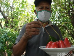 Karmono, Pensiunan Guru SD yang Jadi Pionir Petani Jambu Air Merah Delima