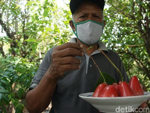 Karmono, Pensiunan Guru SD yang Jadi Pionir Petani Jambu Air Merah Delima Karmono, Pensiunan Guru SD yang Jadi Pionir Petani Jambu Air Merah Delima