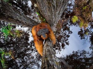 Potret Ilusi Orangutan Jadi Jawara Kontes Foto Dunia