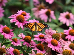 Perempuan Ini Buntuti Migrasi Kupu-kupu Raja Hingga 16 Ribu Km dengan Bersepeda