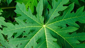Manfaat Daun Pepaya Bagi Tubuh hingga Dijadikan Minuman Sehat Manfaat Daun Pepaya Bagi Tubuh hingga Dijadikan Minuman Sehat
