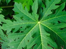 Manfaat Daun Pepaya Bagi Tubuh hingga Dijadikan Minuman Sehat Manfaat Daun Pepaya Bagi Tubuh hingga Dijadikan Minuman Sehat