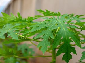 Manfaat Daun Pepaya yang Jarang Diketahui Orang Manfaat Daun Pepaya yang Jarang Diketahui Orang
