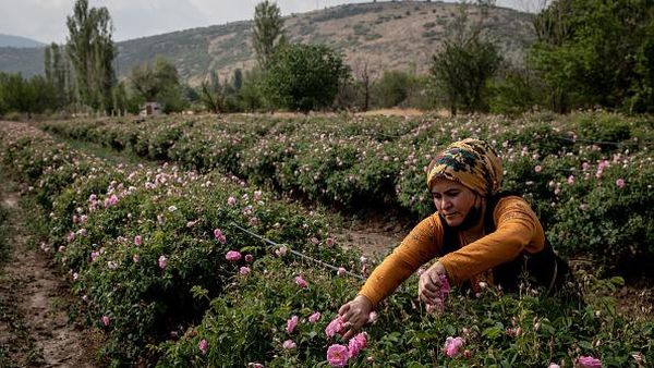 Menengok Panen Mawar di Turki