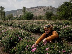 Menengok Panen Mawar di Turki Menengok Panen Mawar di Turki
