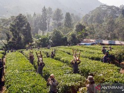 Berpotensi Klaster COVID, Ratusan Lapak PKL di Puncak Bogor Dibongkar Satpol PP