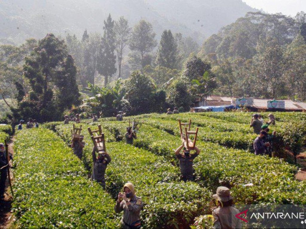 Berpotensi Klaster COVID, Ratusan Lapak PKL di Puncak Bogor Dibongkar Satpol PP Berpotensi Klaster COVID, Ratusan Lapak PKL di Puncak Bogor Dibongkar Satpol PP