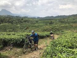 Serunya Bersepeda di Perkebunan Teh Cianten
