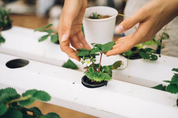 Tanaman/pexels.com Tanaman