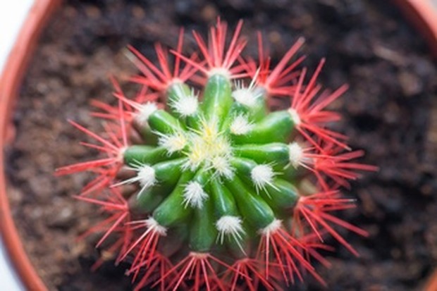Ferocactus (sumber : freepik)