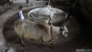 Foto: Menjaga Cita Rasa Mie Lethek, Diproduksi dengan Bantuan Sapi