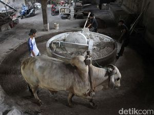 Foto: Menjaga Cita Rasa Mie Lethek, Diproduksi dengan Bantuan Sapi