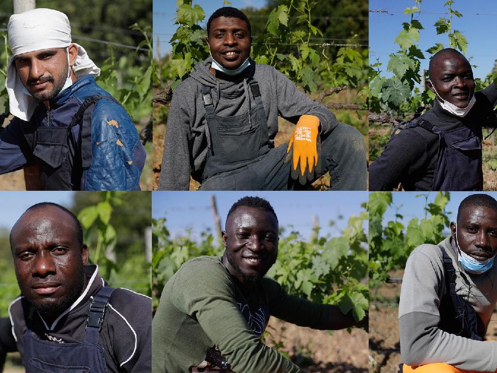 Kala Kelompok Migran Gantungkan Harapan di Kebun Anggur Italia