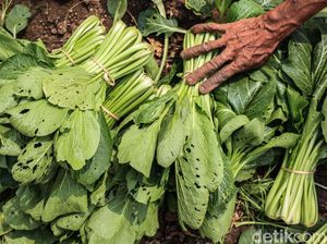 Waduh! Hama Ini Bikin Sayuran Turun Harga