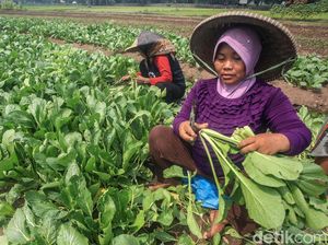 Jadi Anggota Dewan FAO, Ini Ragam Benefit untuk Indonesia