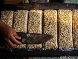 RI Ketergantungan Kedelai Impor Buat Tahu dan Tempe, Kementan Mau Apa?