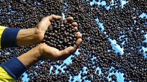 Intip Proses Penjemuran Biji Kopi Arabika Malino
