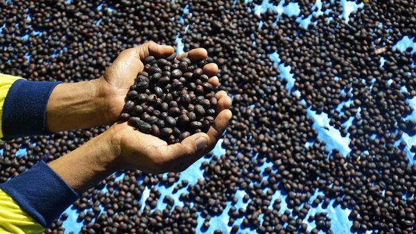 Intip Proses Penjemuran Biji Kopi Arabika Malino