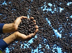 BUMN Genjot Budidaya Kopi Agar Bisa Diekspor, Ini Caranya