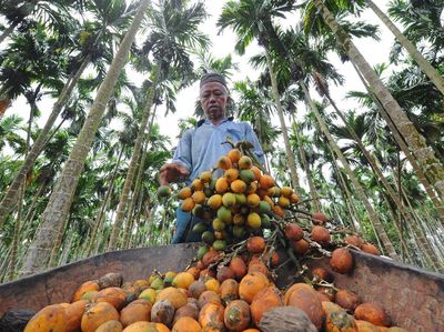 Jambi Hadapi Musim Paceklik Pinang