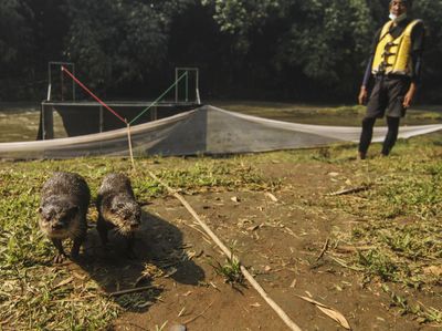 Momen Pelepasliaran Berang-berang di Sungai Ciliwung