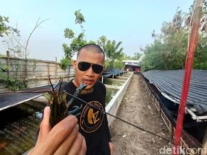 Bisnis Lobster Air Tawar, Pemuda Karawang Kantongi Cuan Menggiurkan