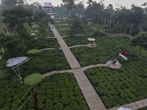 Wisata Kebun Teh Ini Ada di Batang Lho Gaes