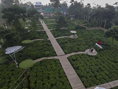 Wisata Kebun Teh Ini Ada di Batang Lho Gaes