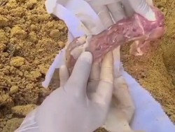 Simulasikan Kondisi Jasad dalam Kubur, Netizen Ini Kubur Daging 7 Hari