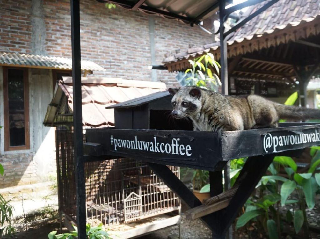 Rahasia di Balik Kualitas Rasa Pawon Luwak Coffee Asal Magelang