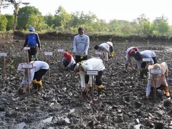 Cegah Abrasi & Dampak Tsunami, Bupati Kebumen Luncurkan Yu Darsi