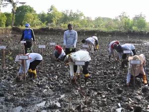 Cegah Abrasi & Dampak Tsunami, Bupati Kebumen Luncurkan Yu Darsi Cegah Abrasi & Dampak Tsunami, Bupati Kebumen Luncurkan Yu Darsi