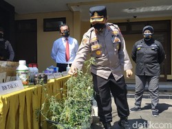 Pengedar Ganja Hidroponik Lintas Provinsi Diringkus Polisi Pacitan