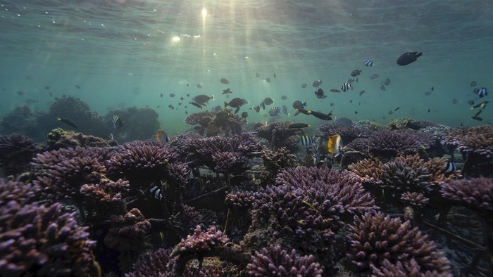 Fish swim at a coral reef garden in Nusa Dua, Bali, Indonesia, May 28, 2021. Picture taken May 28, 2021. REUTERS/Nyimas Laula