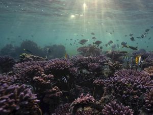 Terumbu Karang: Pengertian, Fungsi, dan Jenis-jenisnya