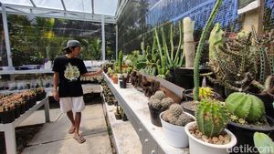 Pandemi Bikin Berkah Penjual Kaktus Kulon Progo