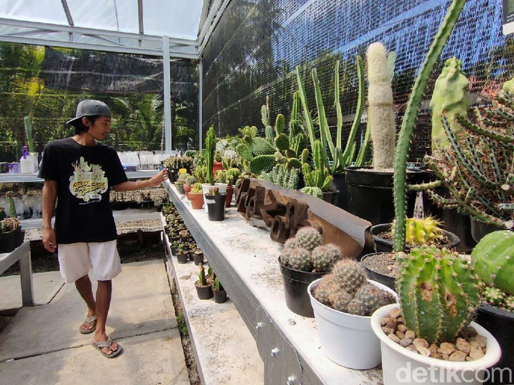 Pandemi Bikin Berkah Penjual Kaktus Kulon Progo