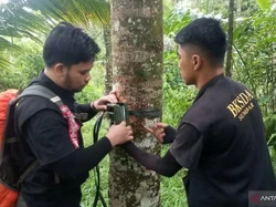 BKSDA Tunggu Hasil Camera Trap Ungkap Makhluk Misterius di Agam Sumbar
